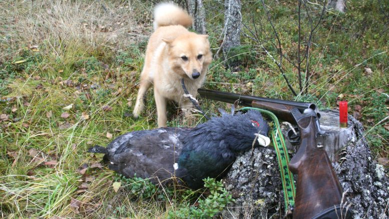 Jakthund som står bredvid en skjuten skogsfågel. Ett gevär står lutat mot en sten.