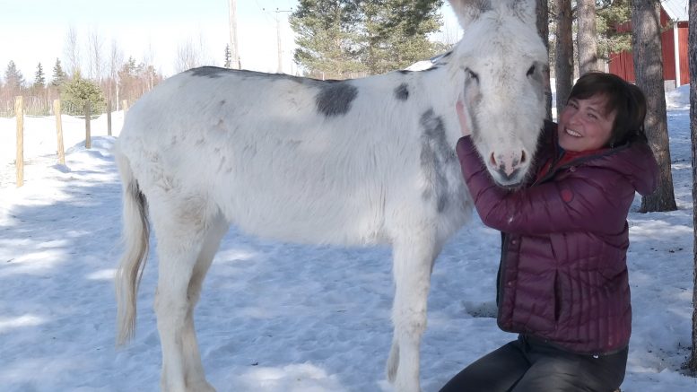 Åsnetrekking väntar för åsnan Minka och Regula Müller.