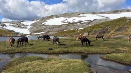 Islandshästarna betar i fjällen.